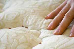 Cómo evitar las chinches de cama en casa
